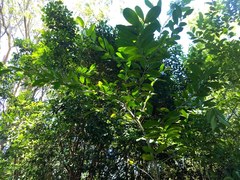 Citharexylum caudatum