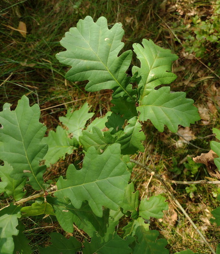 pedunculate oak × sessile oak