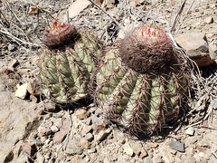 Melocactus peruvianus