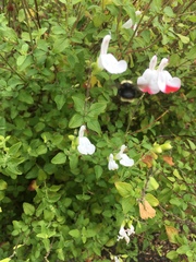 Bombus californicus