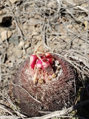 Melocactus peruvianus