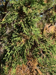 Juniperus maritima