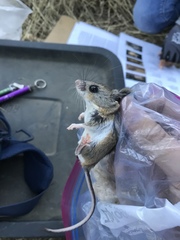 Peromyscus truei