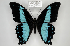 Papilio chrapkowskii
