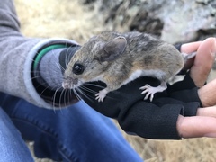 Peromyscus truei