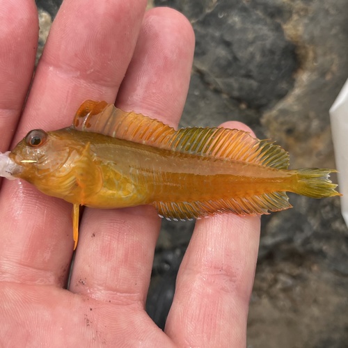 Ringneck blenny (Parablennius pilicornis) — Blenniidae