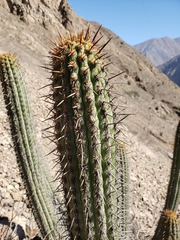 Haageocereus acranthus