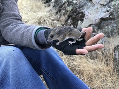 Peromyscus truei