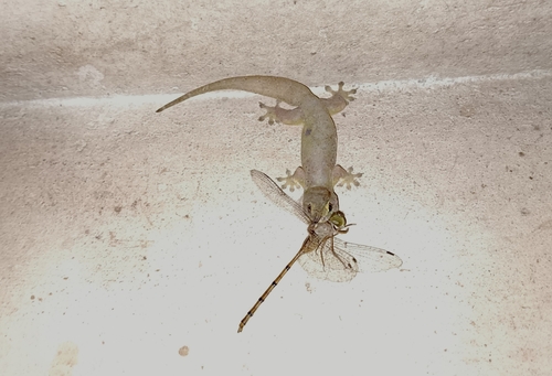 Dingy Dusk-darter photo 3