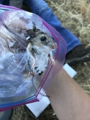 Peromyscus truei