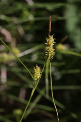 Carex viridula