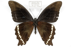 Papilio chrapkowskii