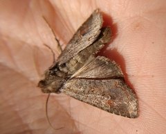 Polia bombycina