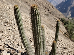 Haageocereus acranthus