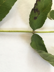 Eupatorium godfreyanum