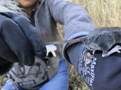Peromyscus truei