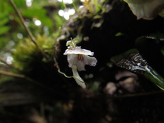 Utricularia jamesoniana
