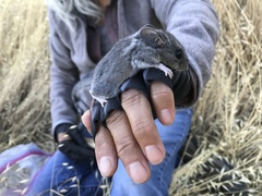 Peromyscus truei