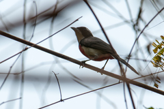 Granatellus venustus