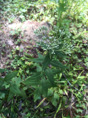 Eupatorium godfreyanum