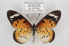 Acraea encedana
