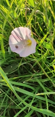 Convolvulus arvensis