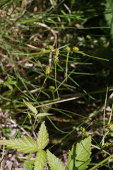Carex viridula