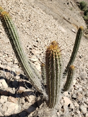 Haageocereus acranthus