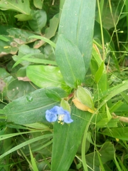 Commelina erecta