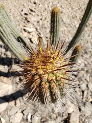 Haageocereus acranthus