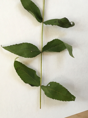 Eupatorium godfreyanum