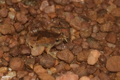 Microhyla nilphamariensis