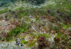 Gobioclinus dendriticus