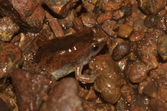 Microhyla nilphamariensis