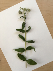 Eupatorium godfreyanum