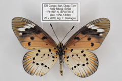 Acraea encedana