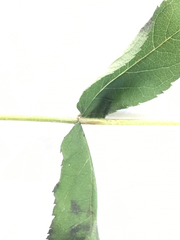 Eupatorium godfreyanum