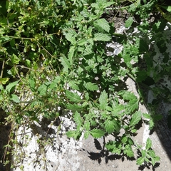 Solanum triflorum