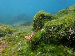 Malacoctenus tetranemus