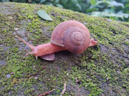 Ariophanta himalana