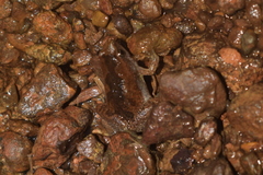Microhyla nilphamariensis