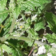 Solanum triflorum