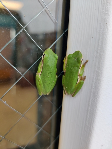 Green Treefrog photographed in Maryland