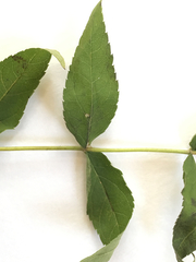 Eupatorium godfreyanum