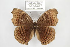 Junonia gregorii