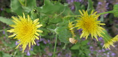 Sonchus asper