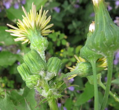 Sonchus asper