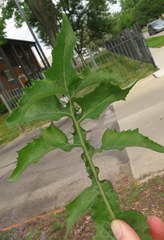 Sonchus asper