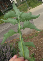 Sonchus asper