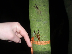 Talitropsis megatibia